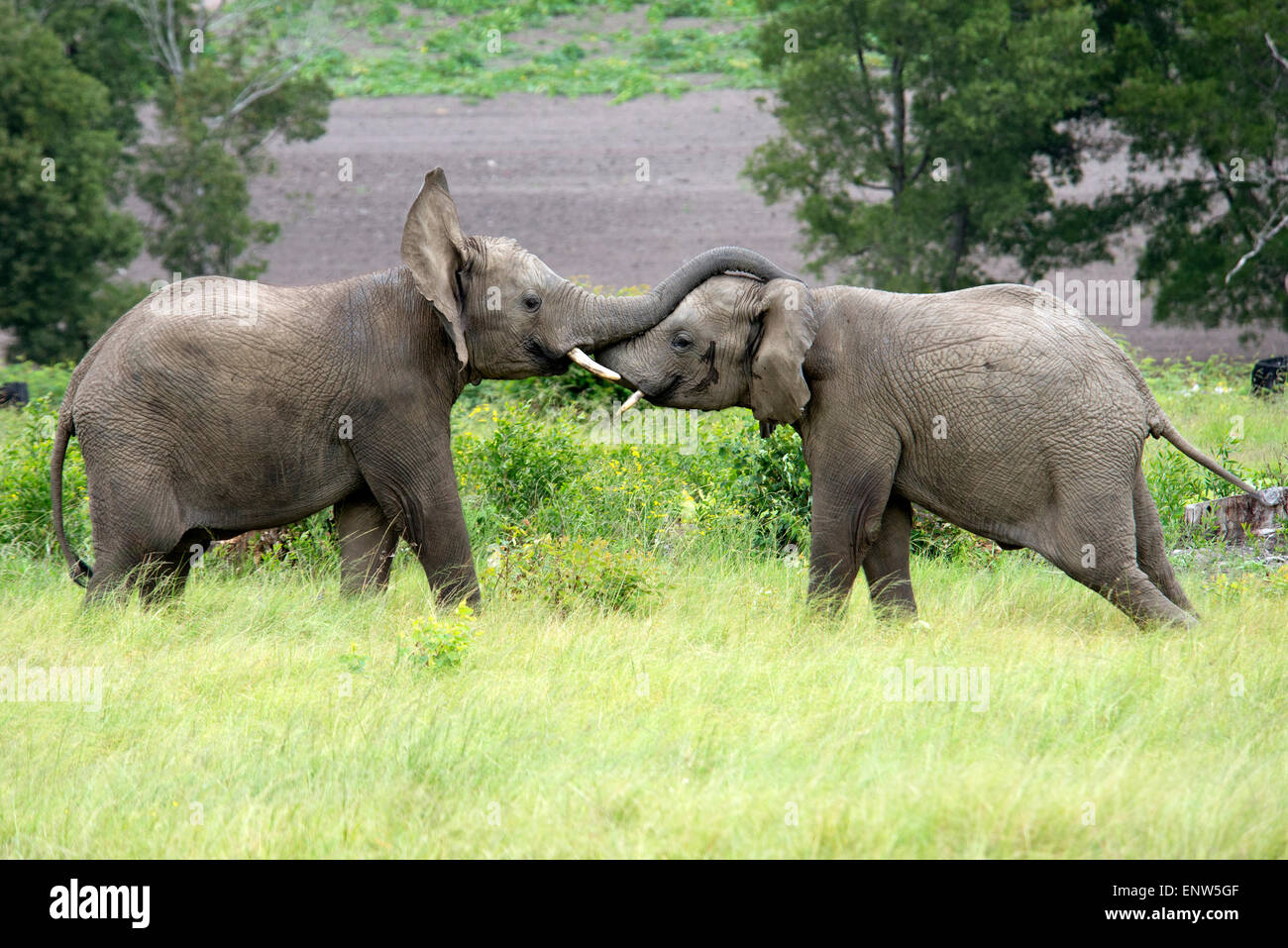 Young wild African elephants play to keep warm on a cool day in Knysna