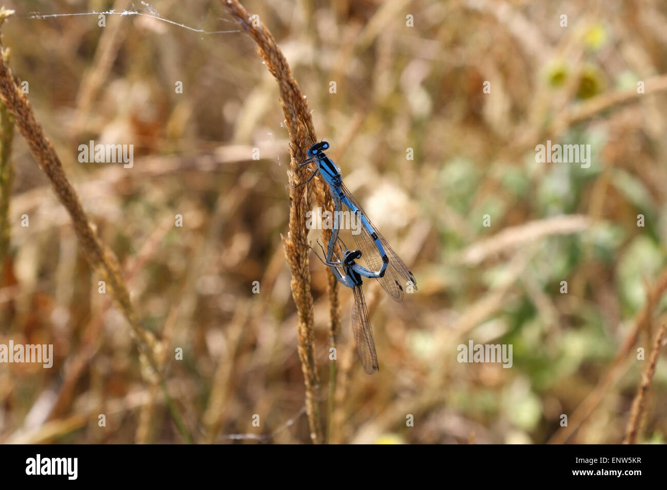 Common Blue Damselfy, Mating Pair insects dragonfly Stock Photo - Alamy
