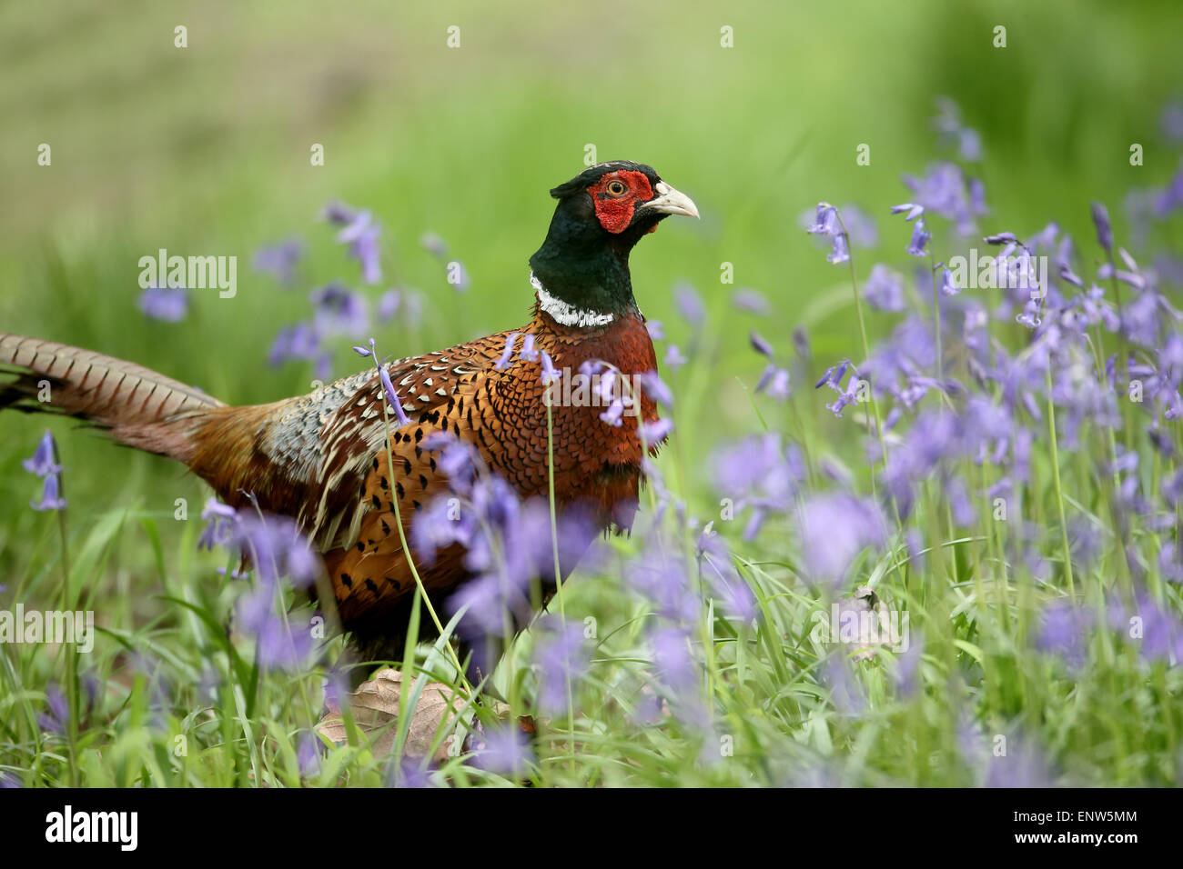 Common pheasant, Phasianus colchicus, single male in bluebells, Warwickshire, May 2015 Stock Photo