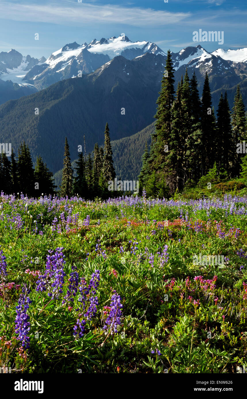 Washington Lupine Heather Mountain Bistort Stock Photos