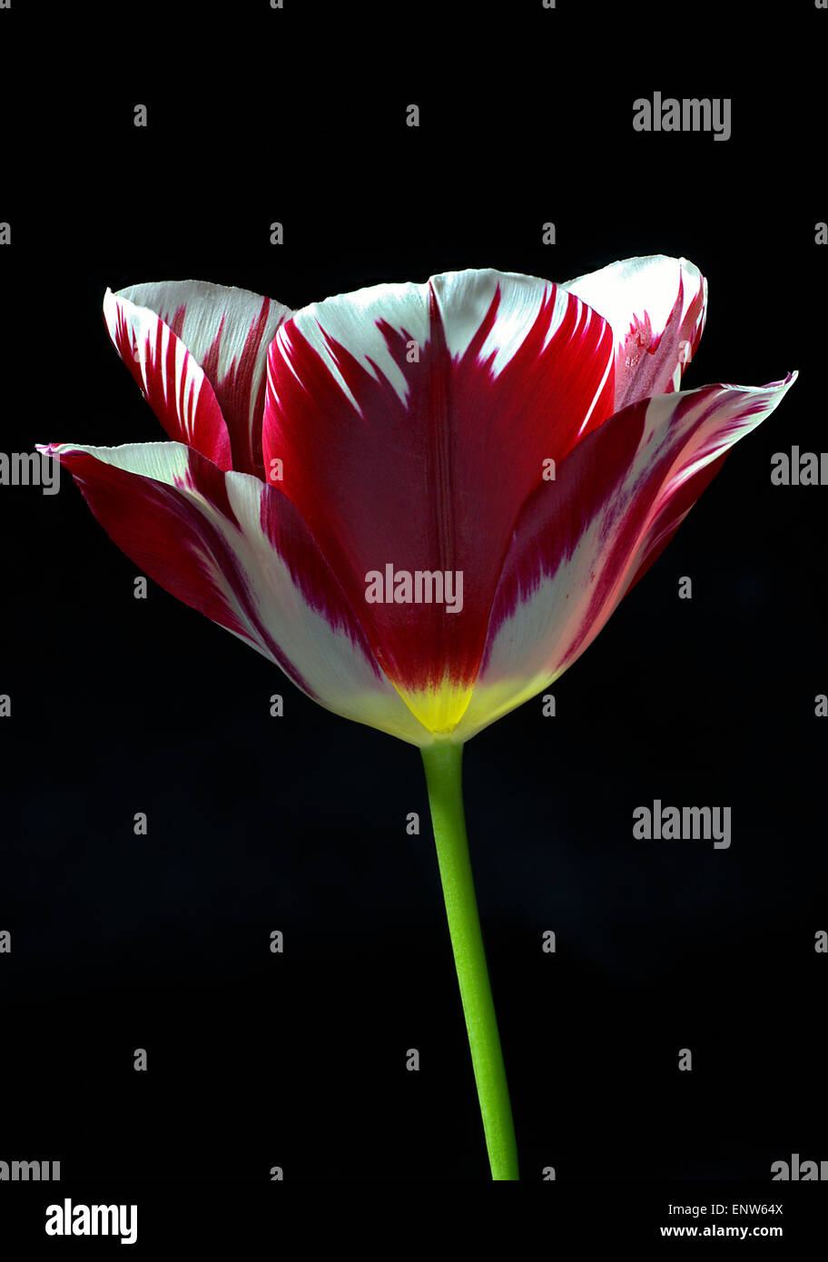 Focus stacked close up of a red and white striped tulip flower Stock Photo