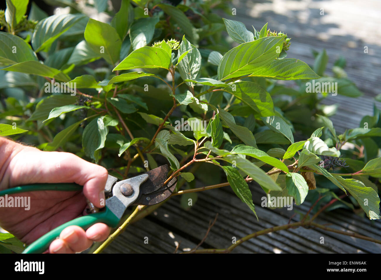 pruning plant for therapy in summer garden Stock Photo Alamy