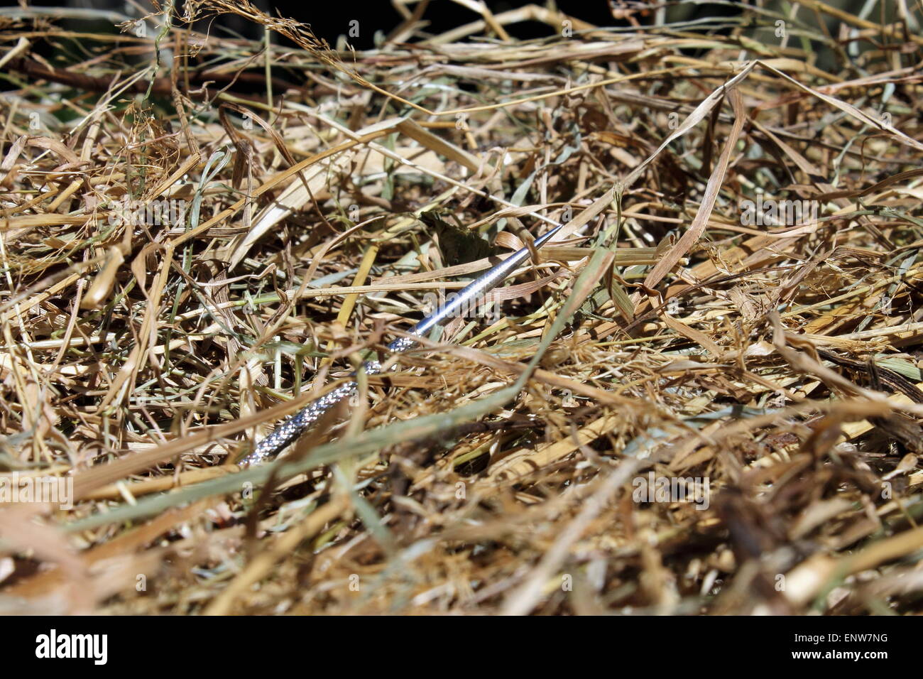 Needle in a Haystack Stock Photo Alamy