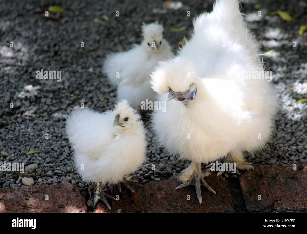 Silkie chicks hi-res stock photography and images - Alamy