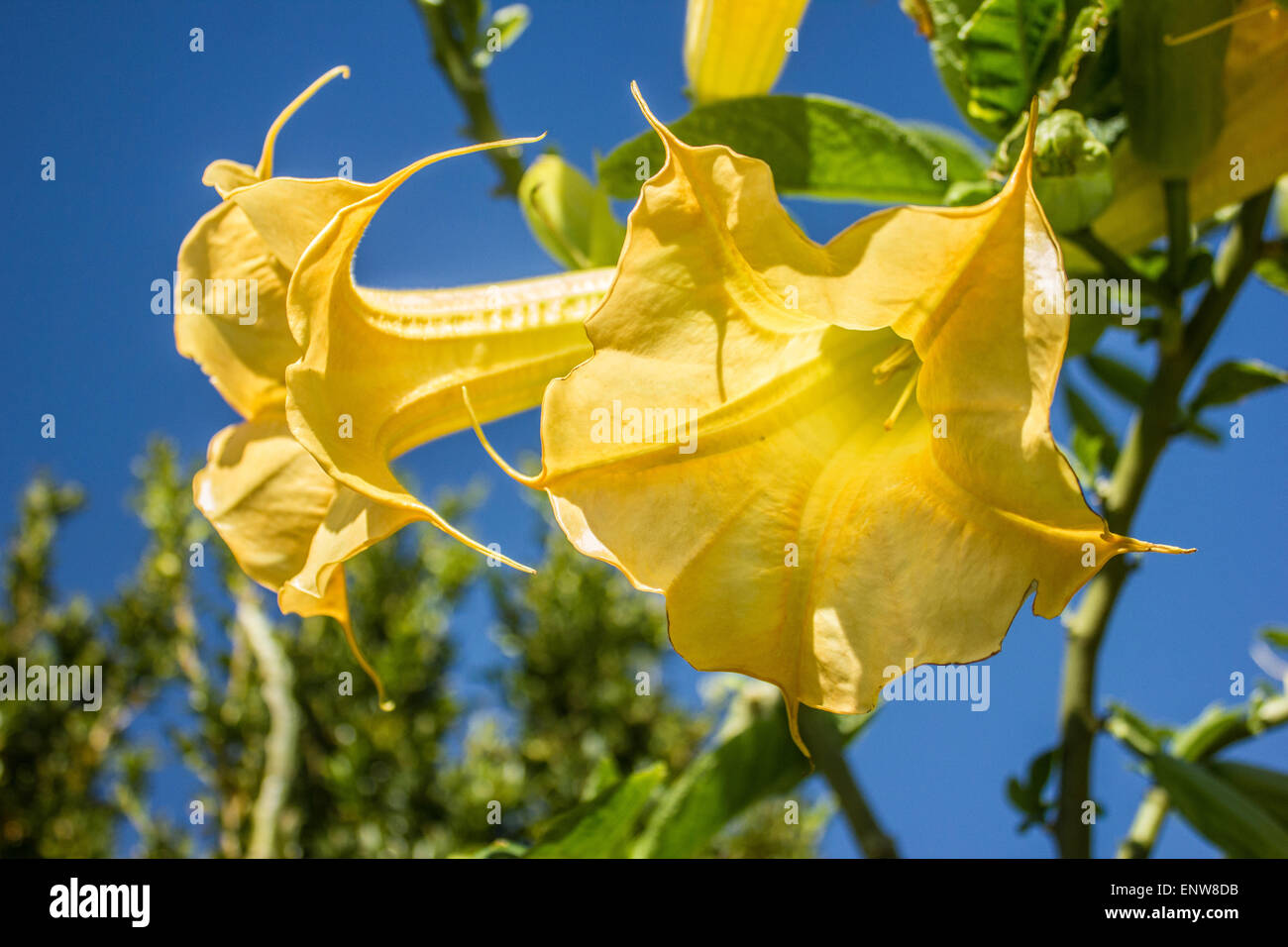 Angel Trumpet detail, (Brugmansia suaveolens), Canudo, Zabumba, Saia