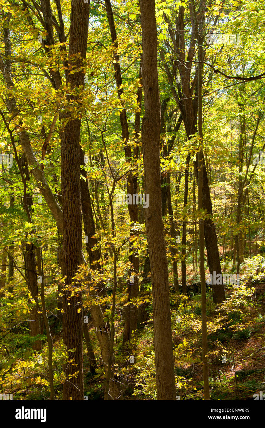 Hardwood forest, Macedonia Brook State Park, Connecticut Stock Photo