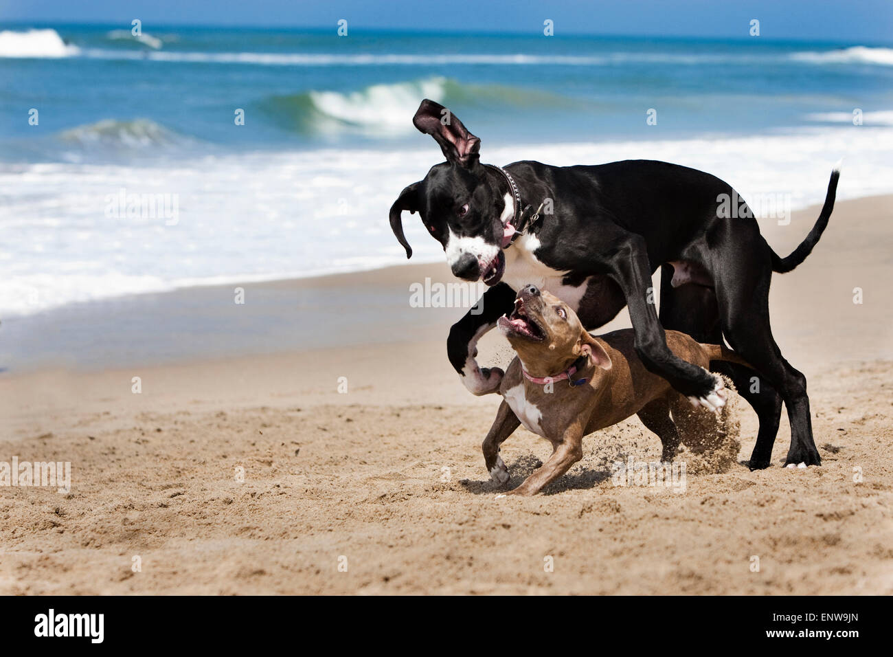 Black and White Great Dane dog and smaller Pitbull running and playing hard  in sand on beach with ocean and waves in background Stock Photo - Alamy