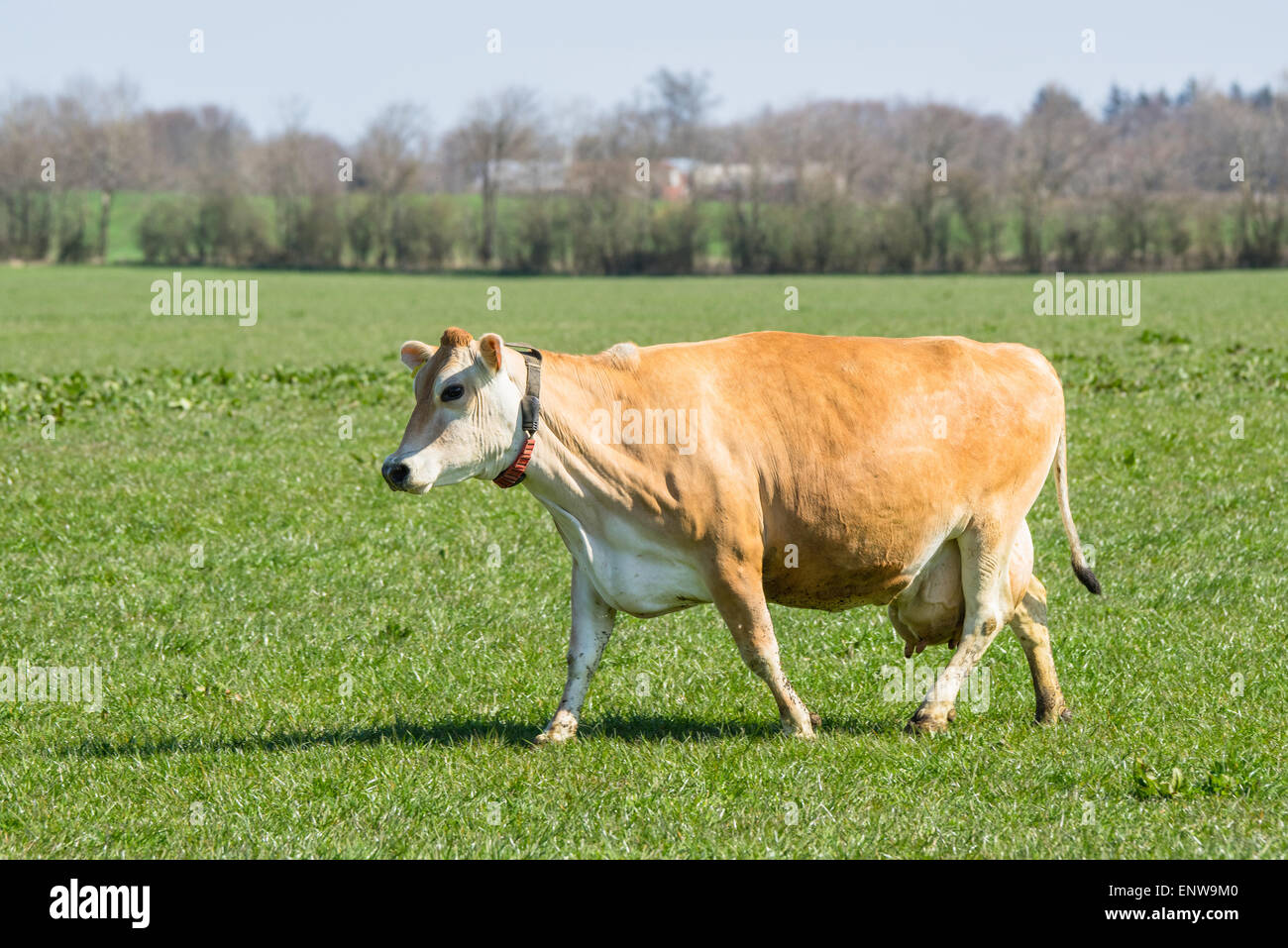 Jersey cow hi-res stock photography and images - Alamy