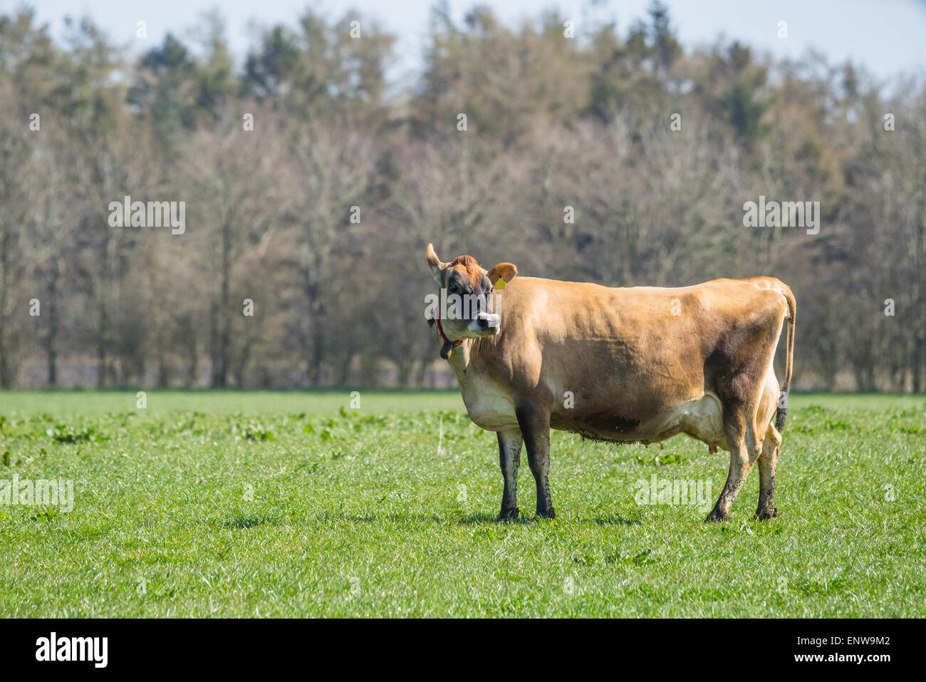 Jersey cow standing in green pasture hi-res stock photography and ...