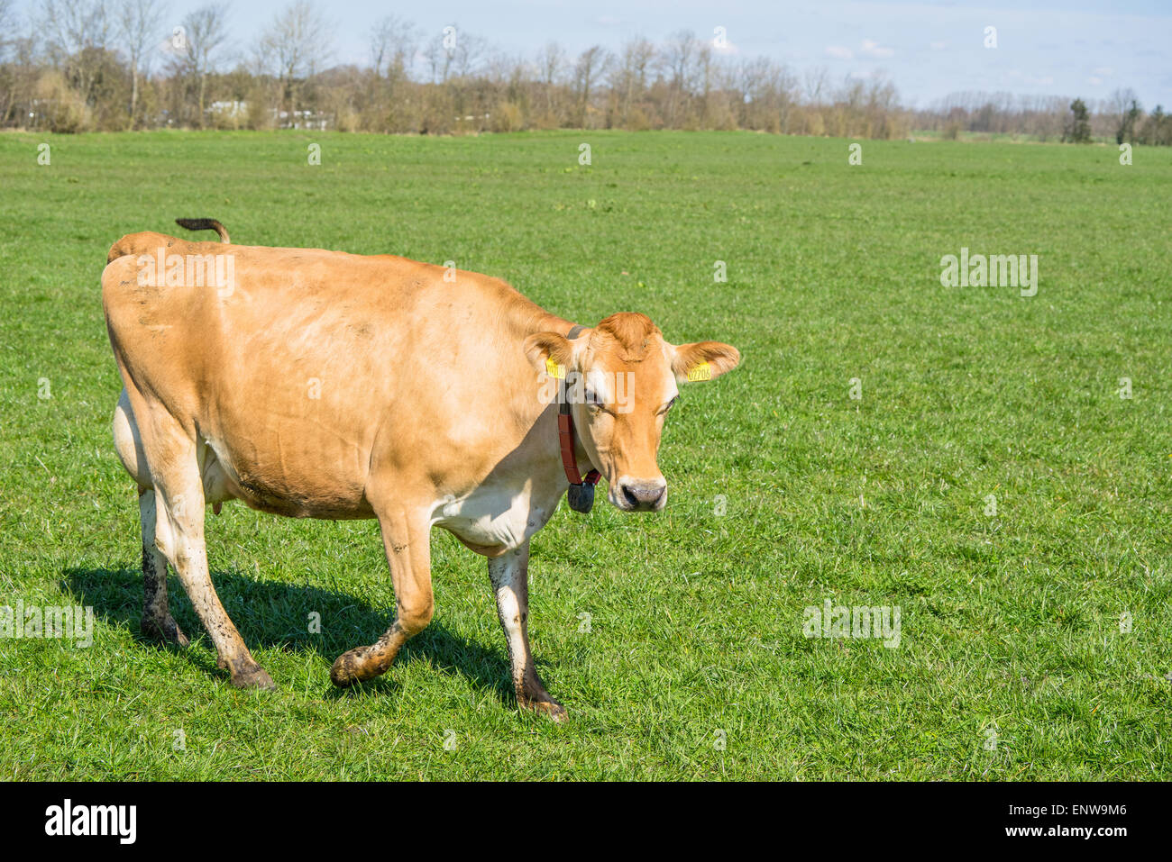 Jersey cow standing in green pasture hi-res stock photography and ...