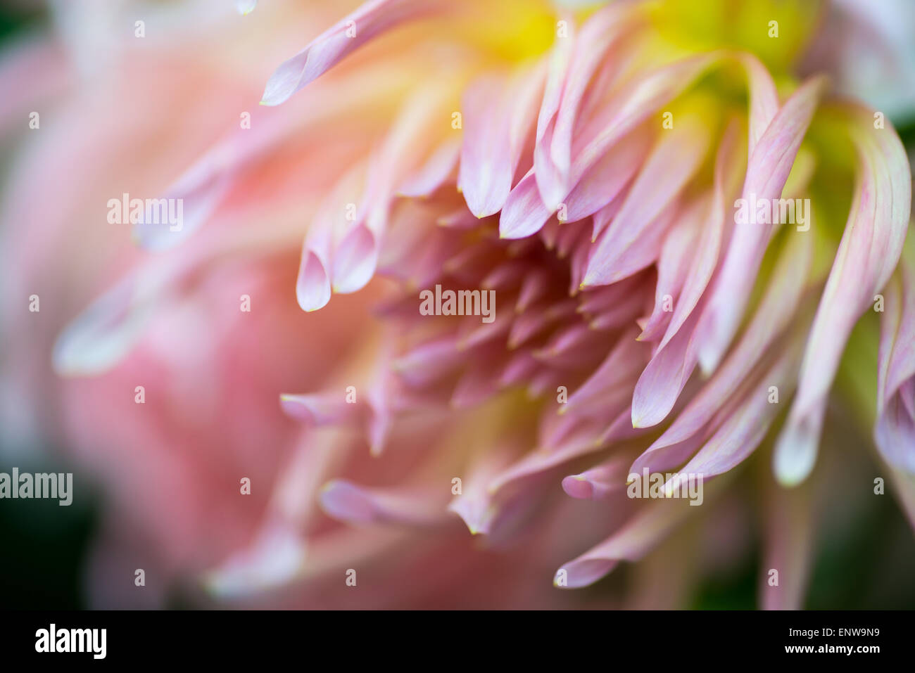 Image of a beautiful flower hi-res stock photography and images - Alamy