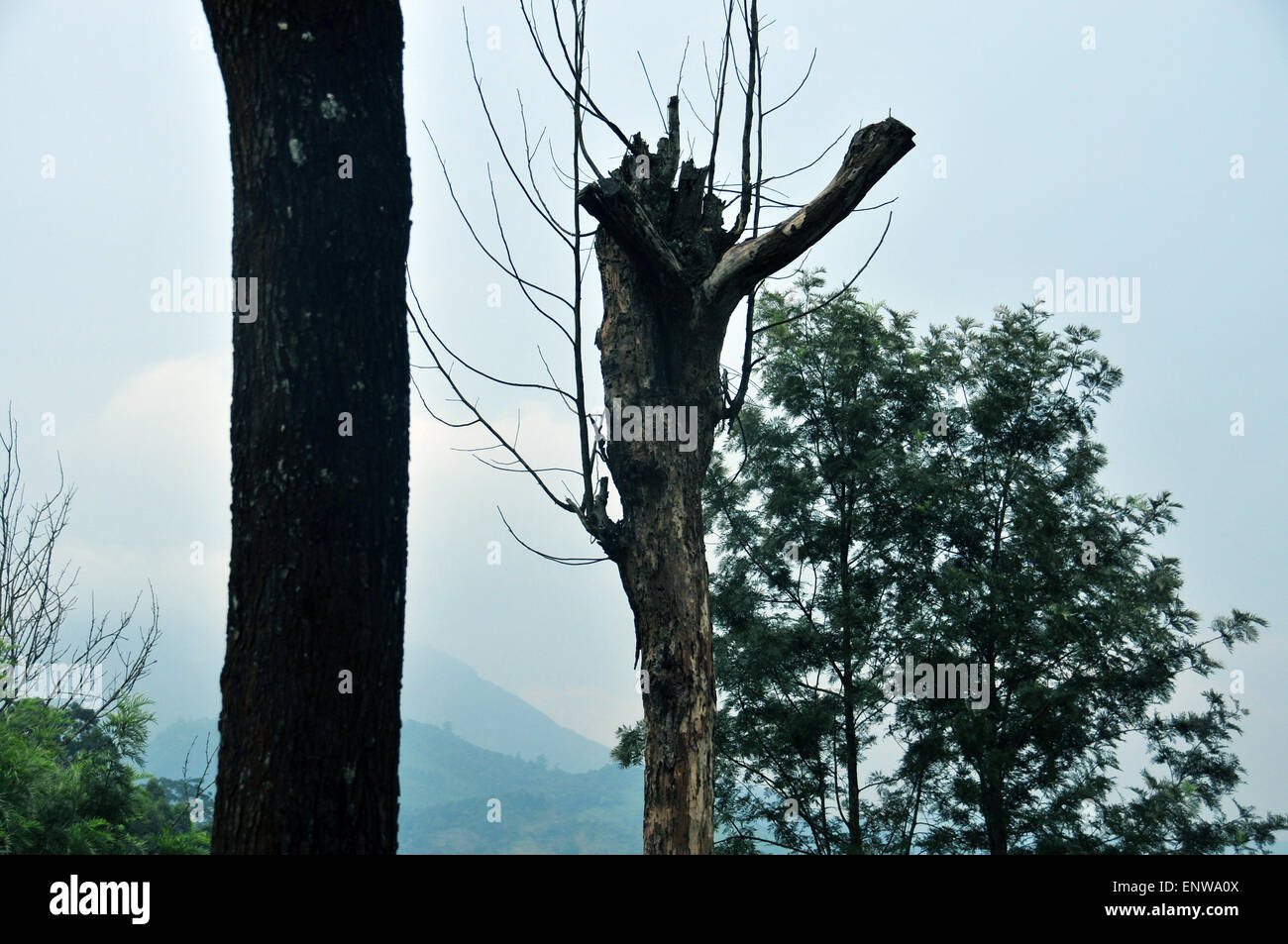 Thick forest trees in kerala hi-res stock photography and images - Alamy