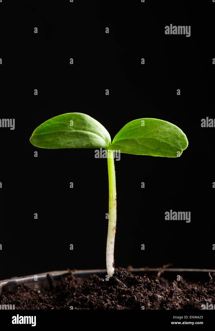 Seedling in spring hi-res stock photography and images - Alamy