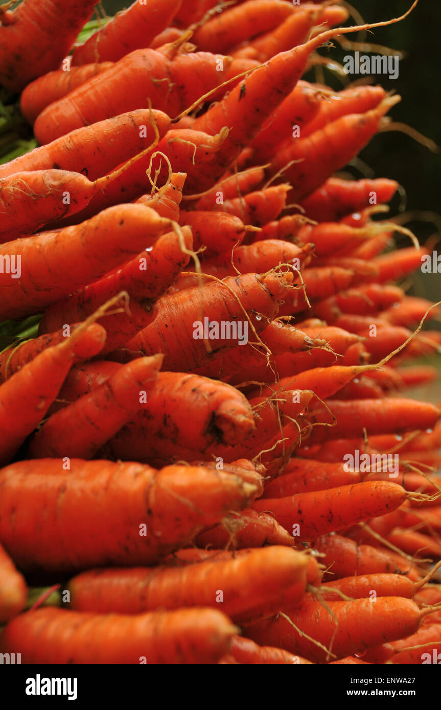 Roots carrot hires stock photography and images Alamy