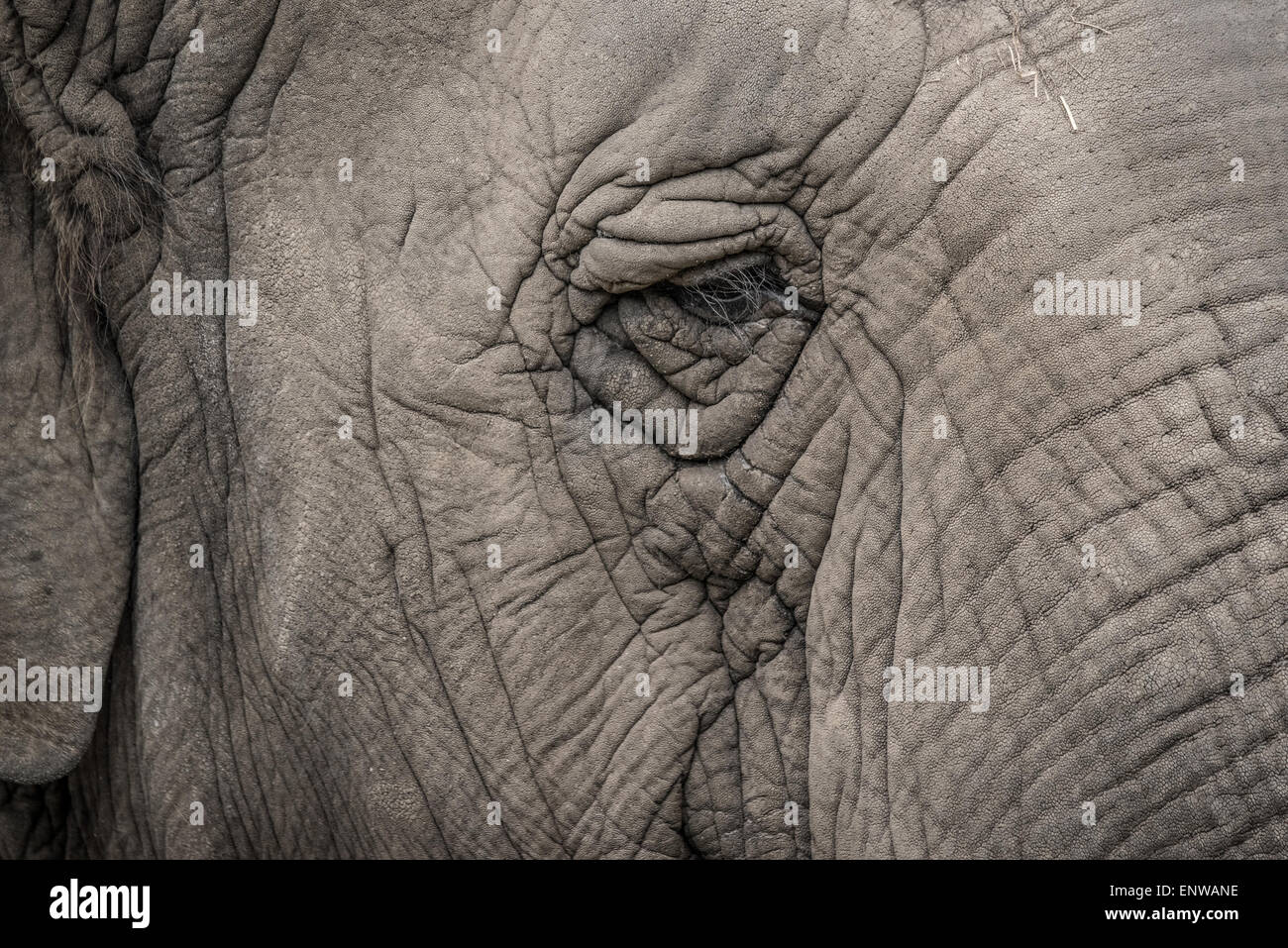 Closeup of the eye of an elephant Stock Photo Alamy