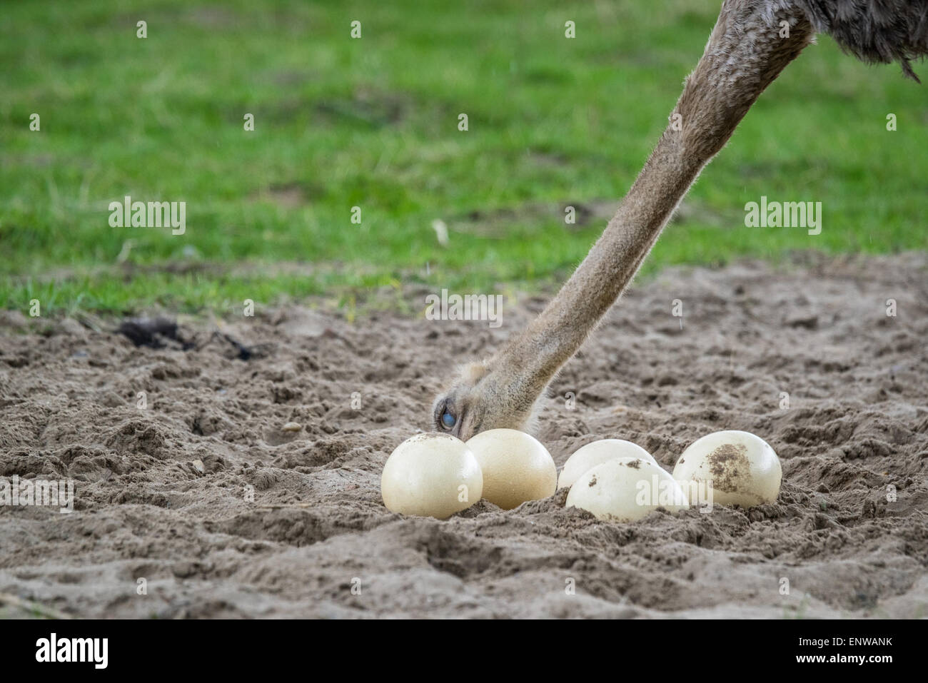 Ostrich female protecting the big eggs in the sand Stock Photo