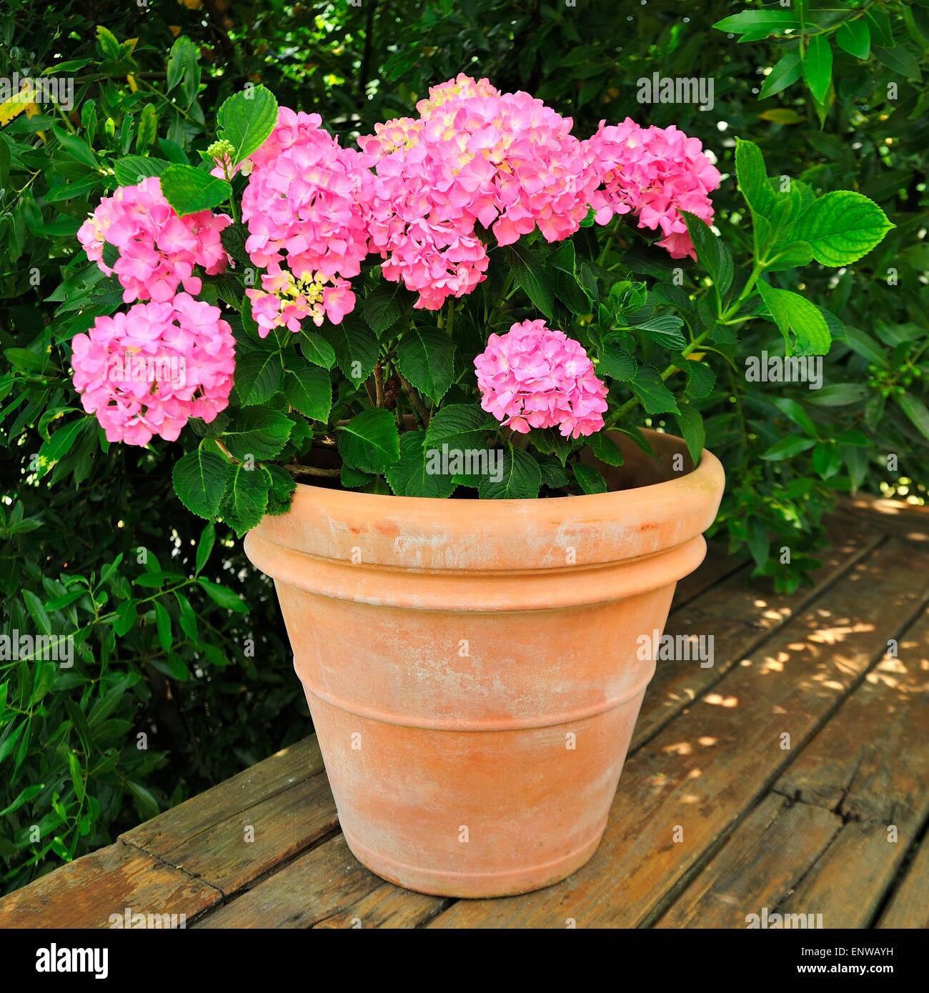 Geranium Potted Plant Stock Photo