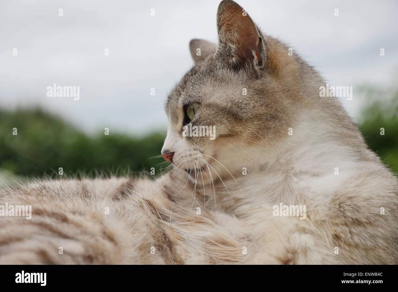 Portrait Of Cat Outdoors Stock Photo - Alamy