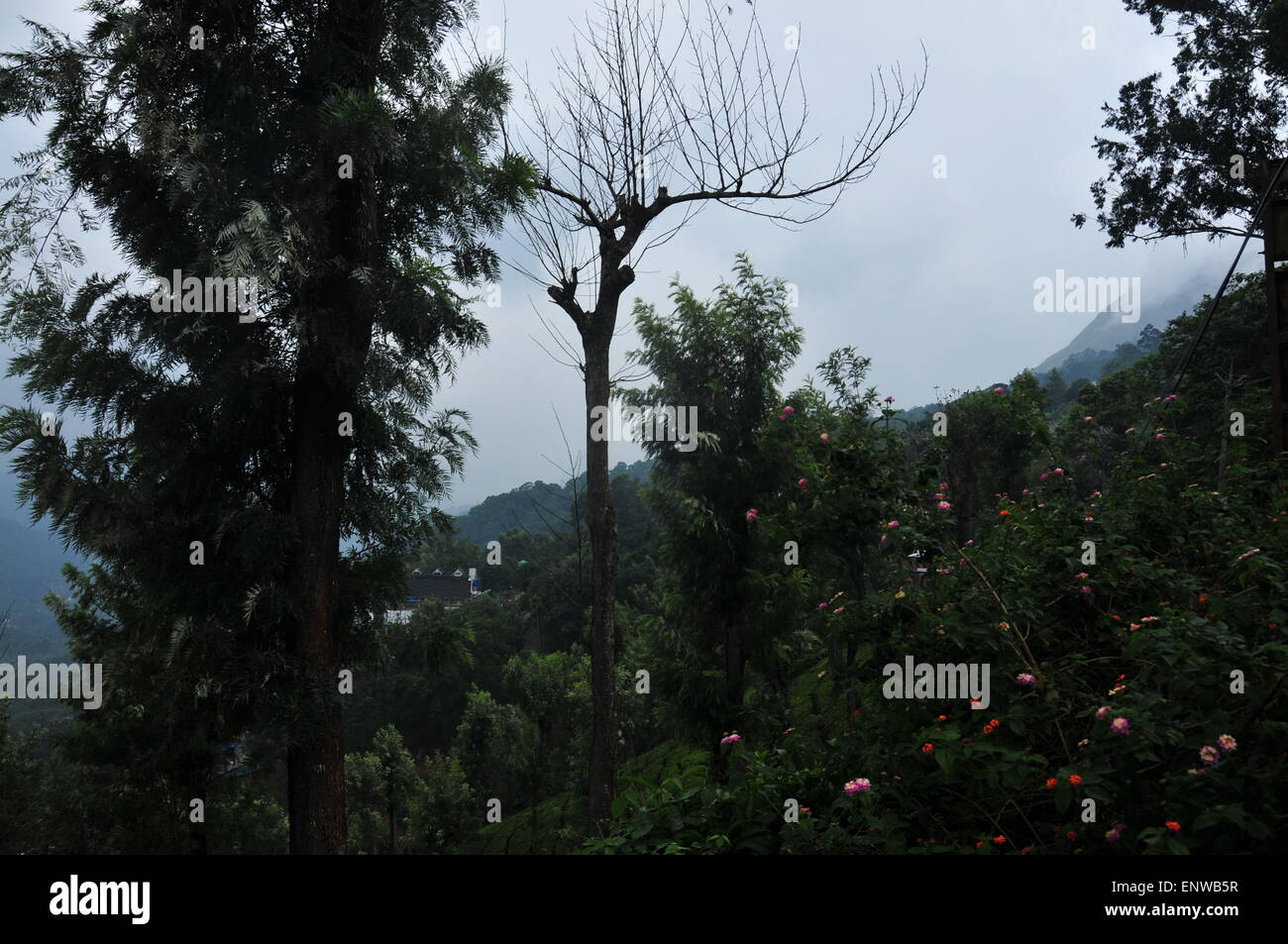 Thick forest trees in kerala hi-res stock photography and images - Alamy