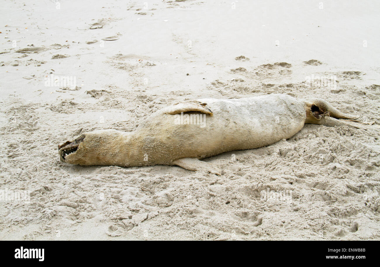 Dead seal on beach Stock Photo Alamy