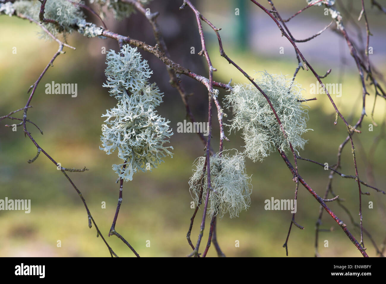 Lichen on a silver birch tree in Scotland. Non parasitic plant like organism Stock Photo