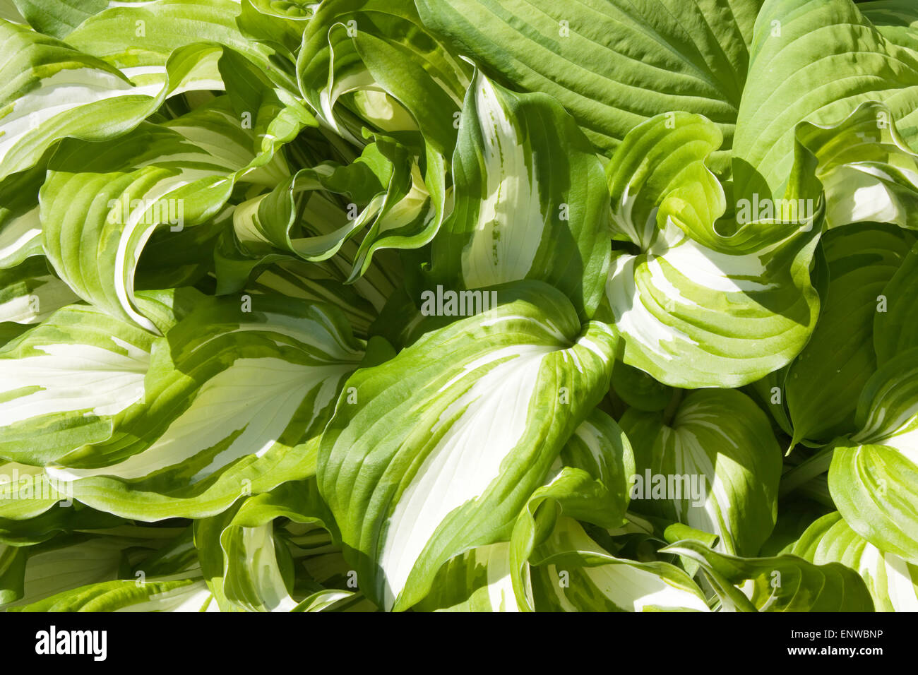 Hosta plant with bright leaves, white and green Stock Photo