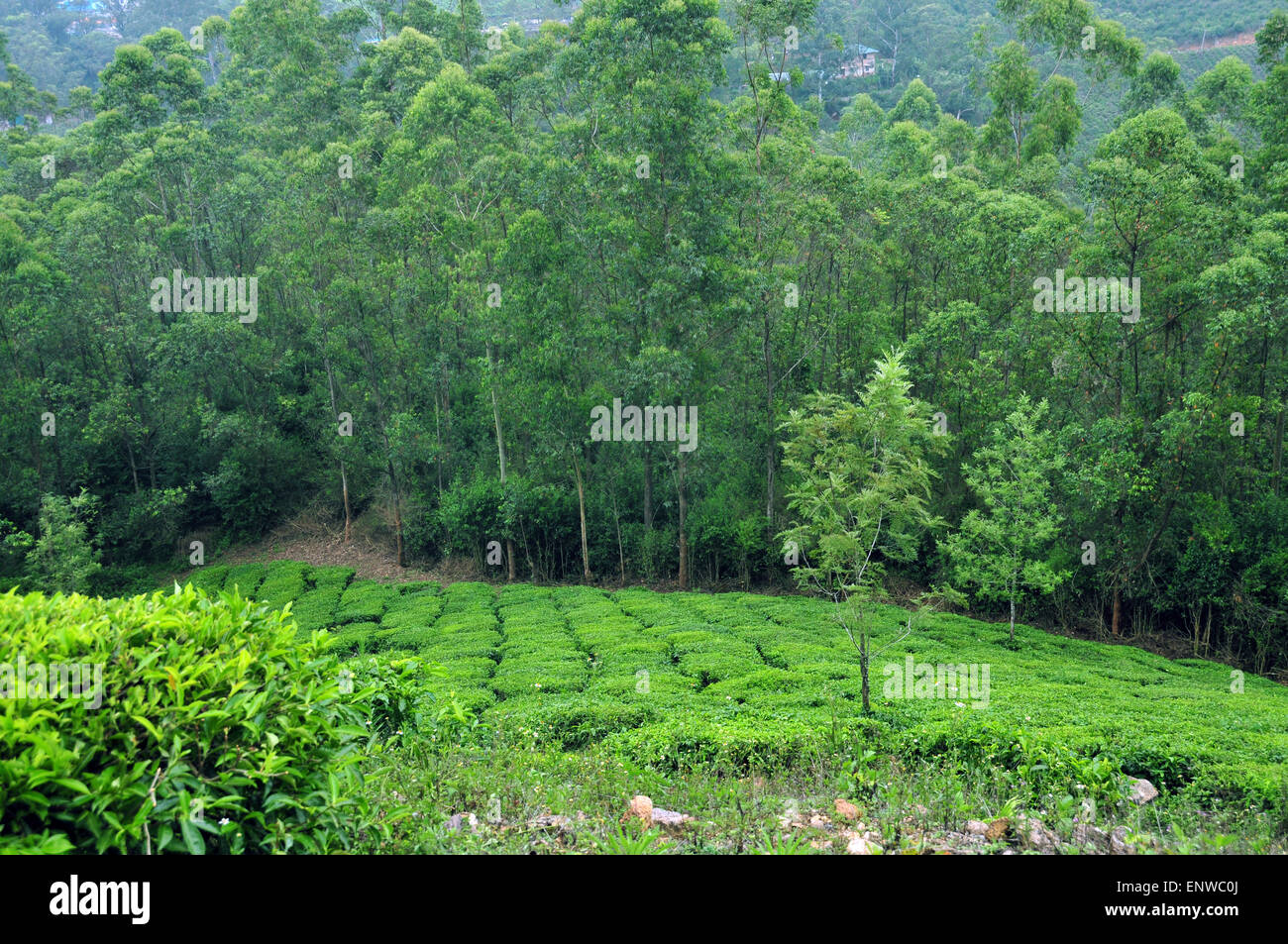 Green tea plants! Stock Photo