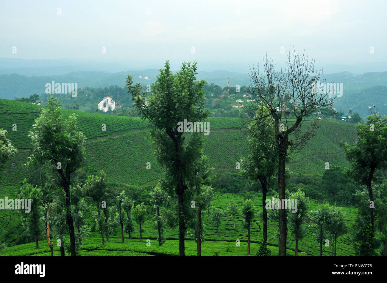 Hill top and trees Stock Photo Alamy