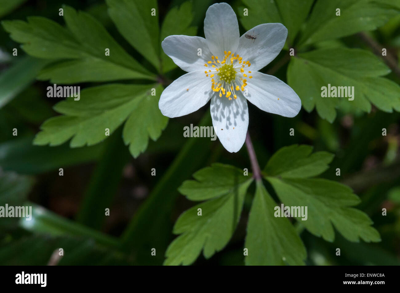Wood Anemone flower, an indicator of Ancient Woodland in the UK found