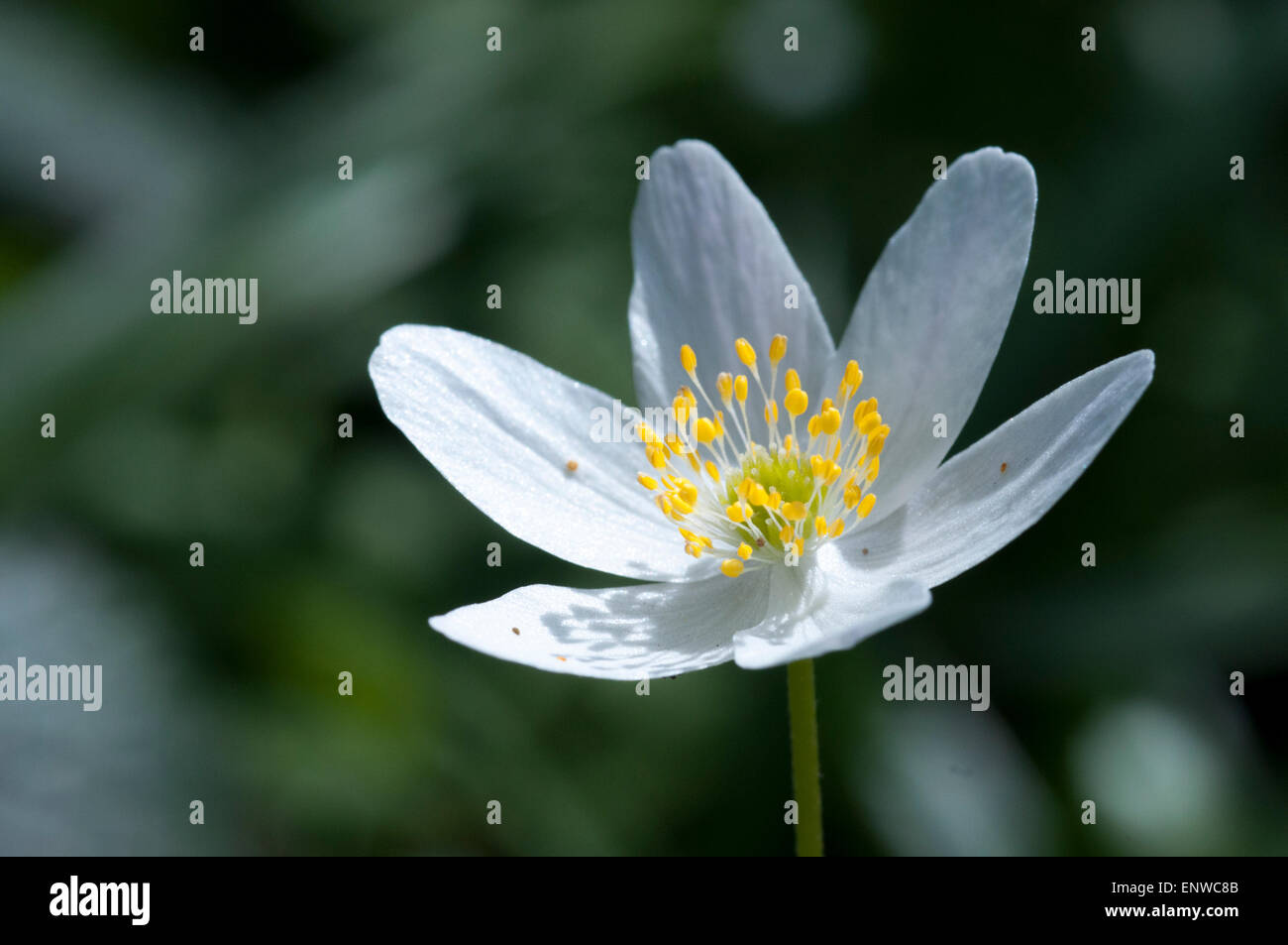 Wood Anemone flower, an indicator of Ancient Woodland in the UK found in the bluebell wood at Plumpton, East Sussex Stock Photo