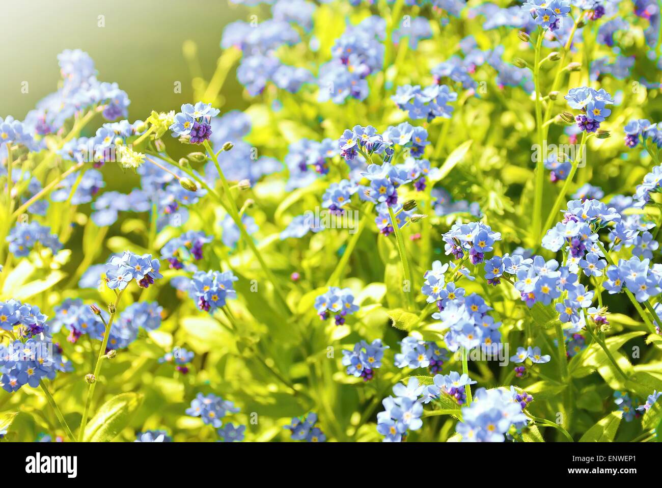 Closeup of the Forget me not plant (Myosotis sylvatica). This plant has small blue blossom and green leaves. Stock Photo