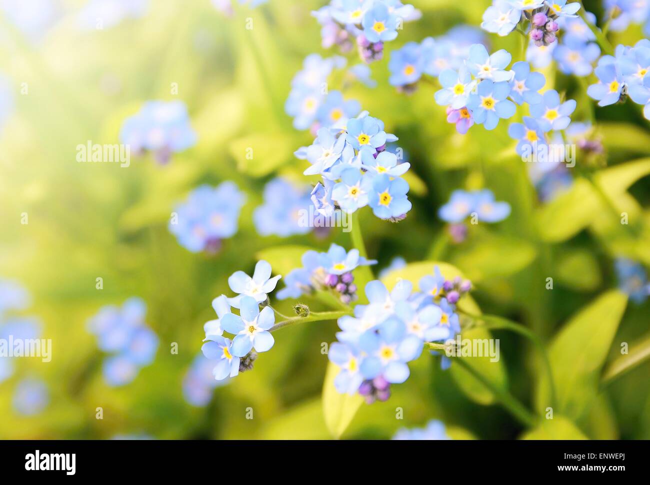 Closeup of the Forget me not plant (Myosotis sylvatica). This plant has small blue blossom and green leaves. Stock Photo