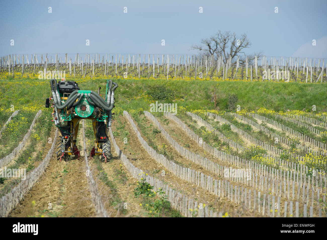 Man plowing with a machine vineyard in spring-Vineyard south west of France, Bordeaux Vineyard Stock Photo