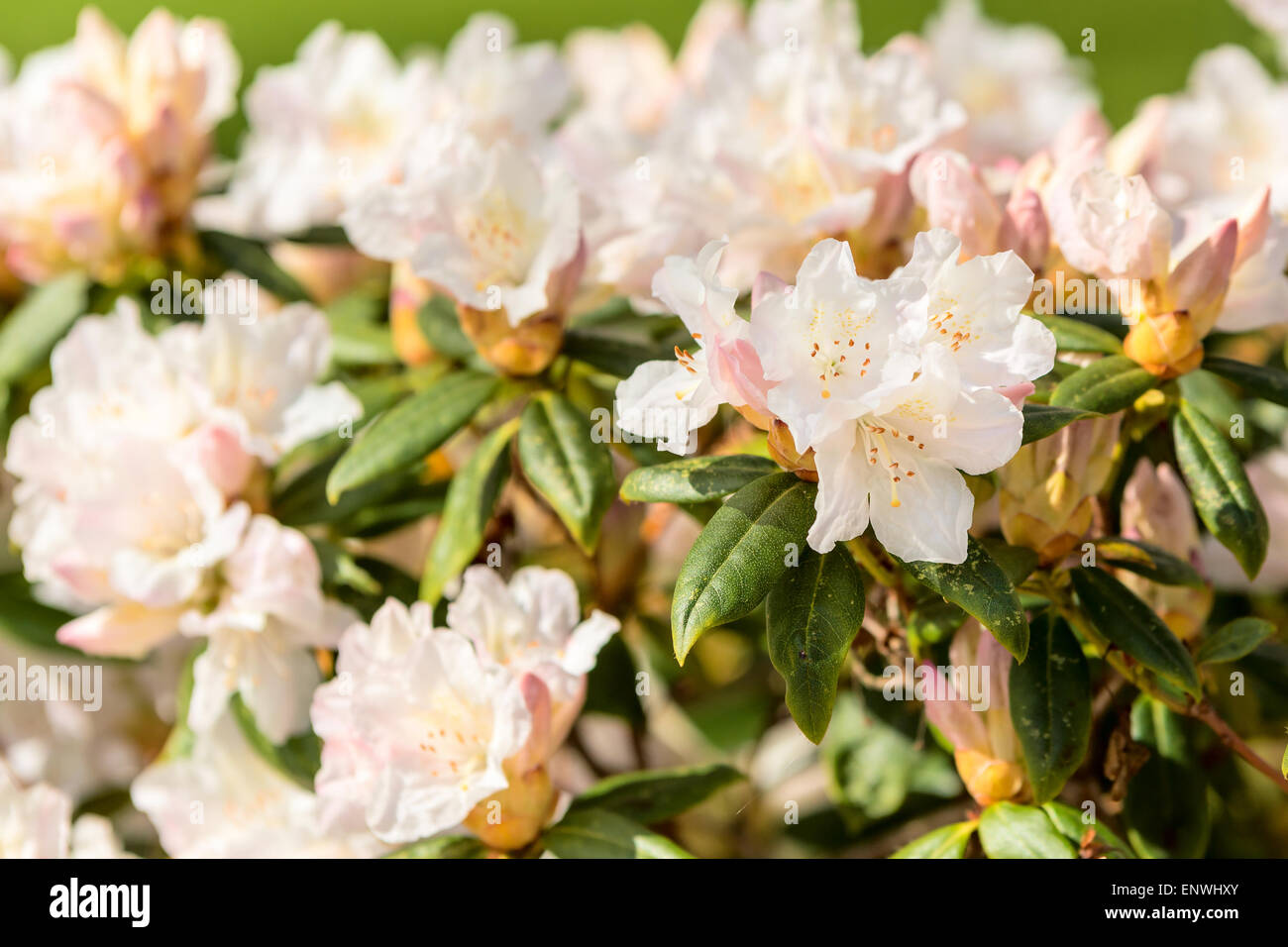 White Rhododendron bush in full bloom. Shallow dof, focus on flowers to the right. Stock Photo