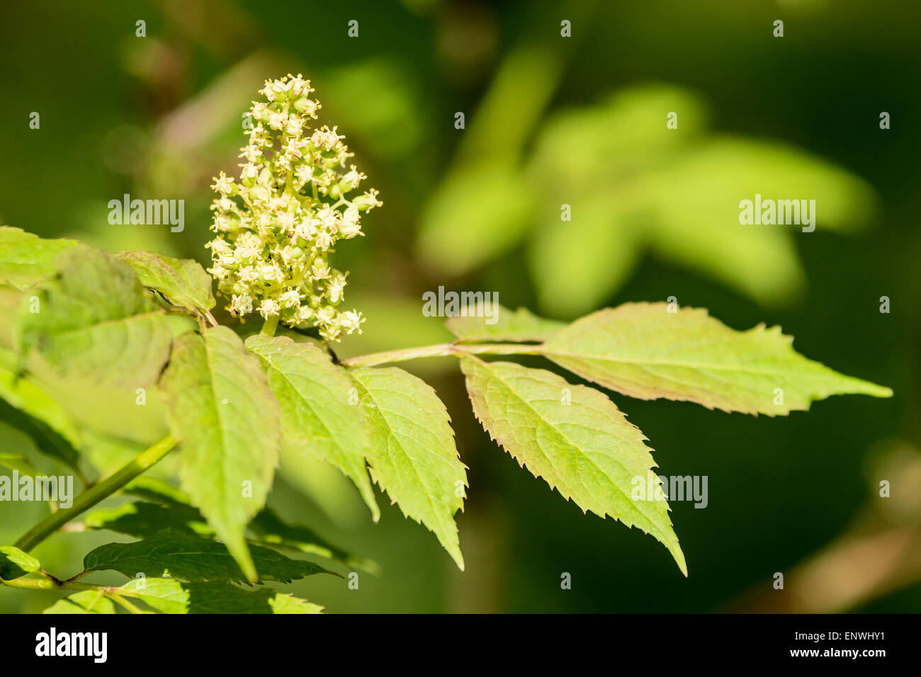Red elderberry (Sambucus racemosa) in bloom with white flowers and