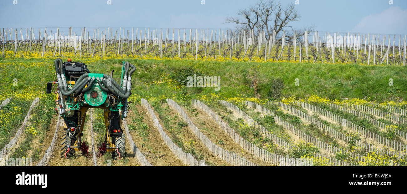 Man plowing with a machine vineyard in spring-Vineyard south west of France, Bordeaux Vineyard Stock Photo