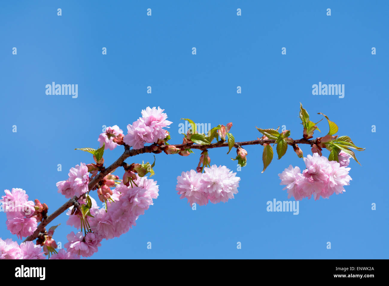 Cherry Blossom on branch of tree against blue sky Stock Photo - Alamy