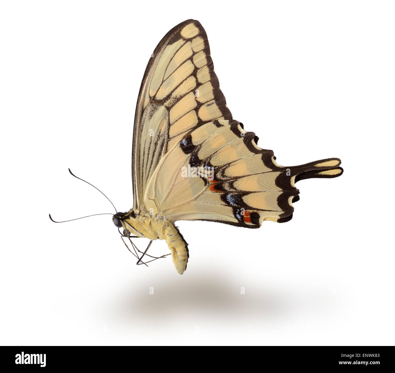 Butterfly isolated on white Stock Photo - Alamy