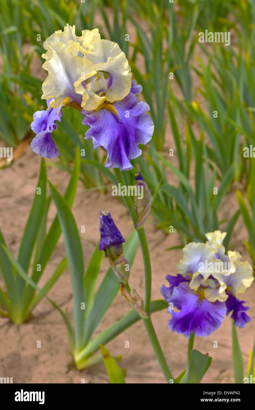 Field of iris flowers in Keizer Oregon Stock Photo Alamy
