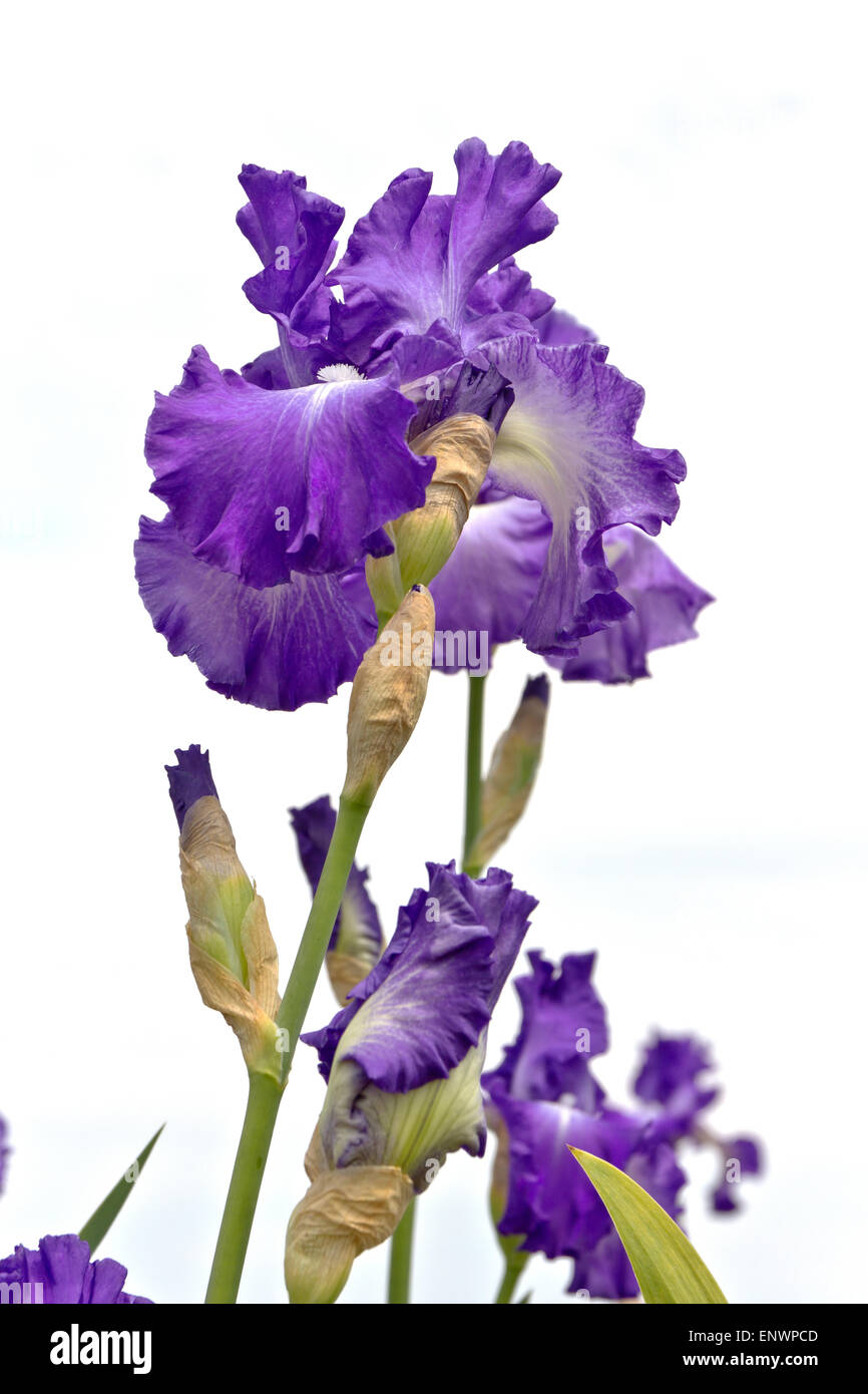 Field of iris flowers in Keizer Oregon Stock Photo Alamy