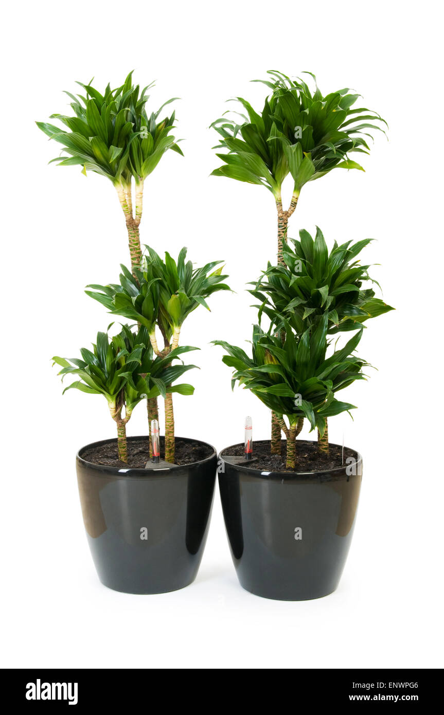 Dracaena plant isolated on the white background Stock Photo - Alamy