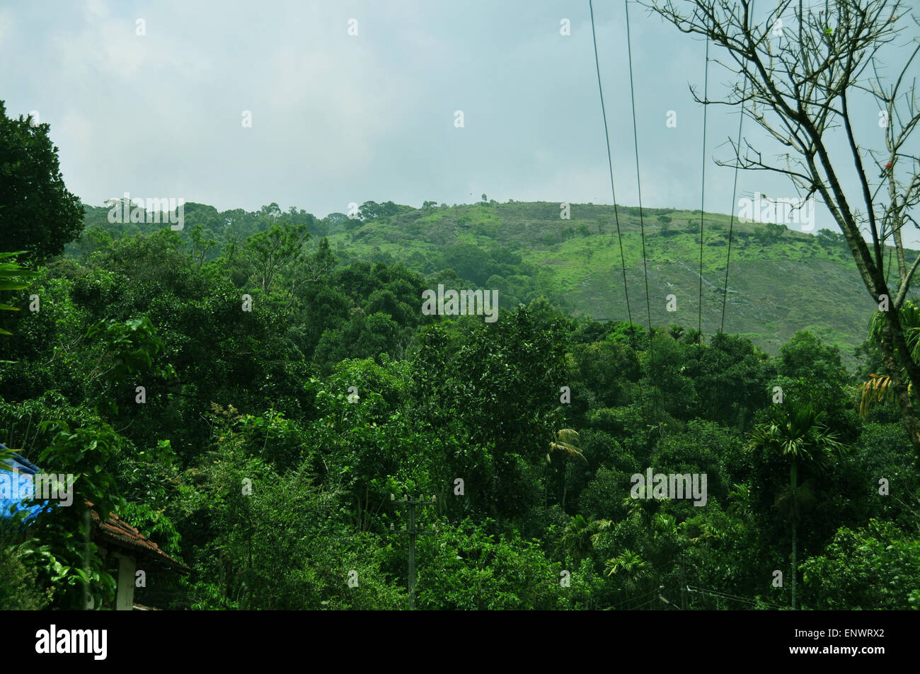 Thick forest trees in kerala hi-res stock photography and images - Alamy
