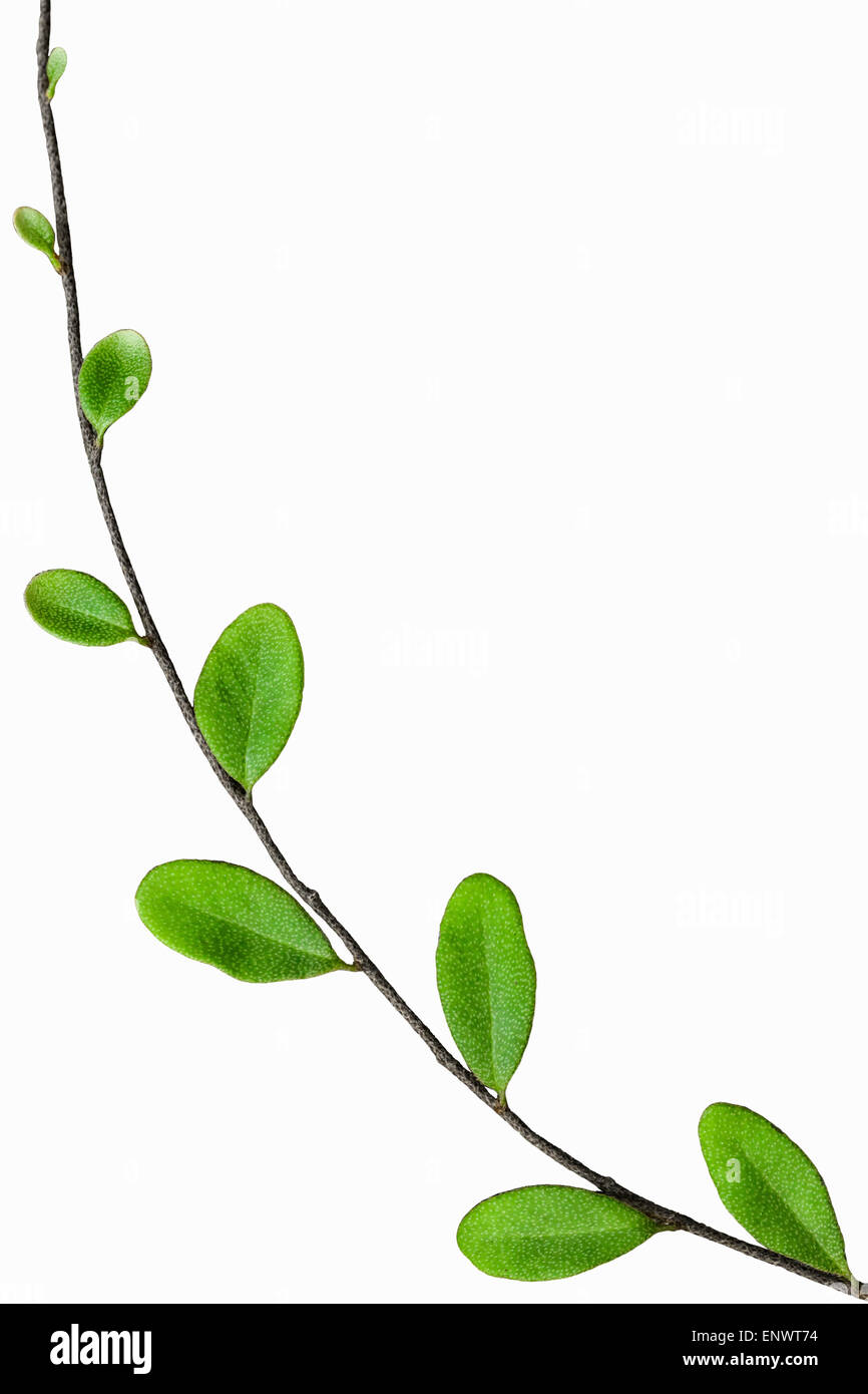 Loranthus plants Stock Photo