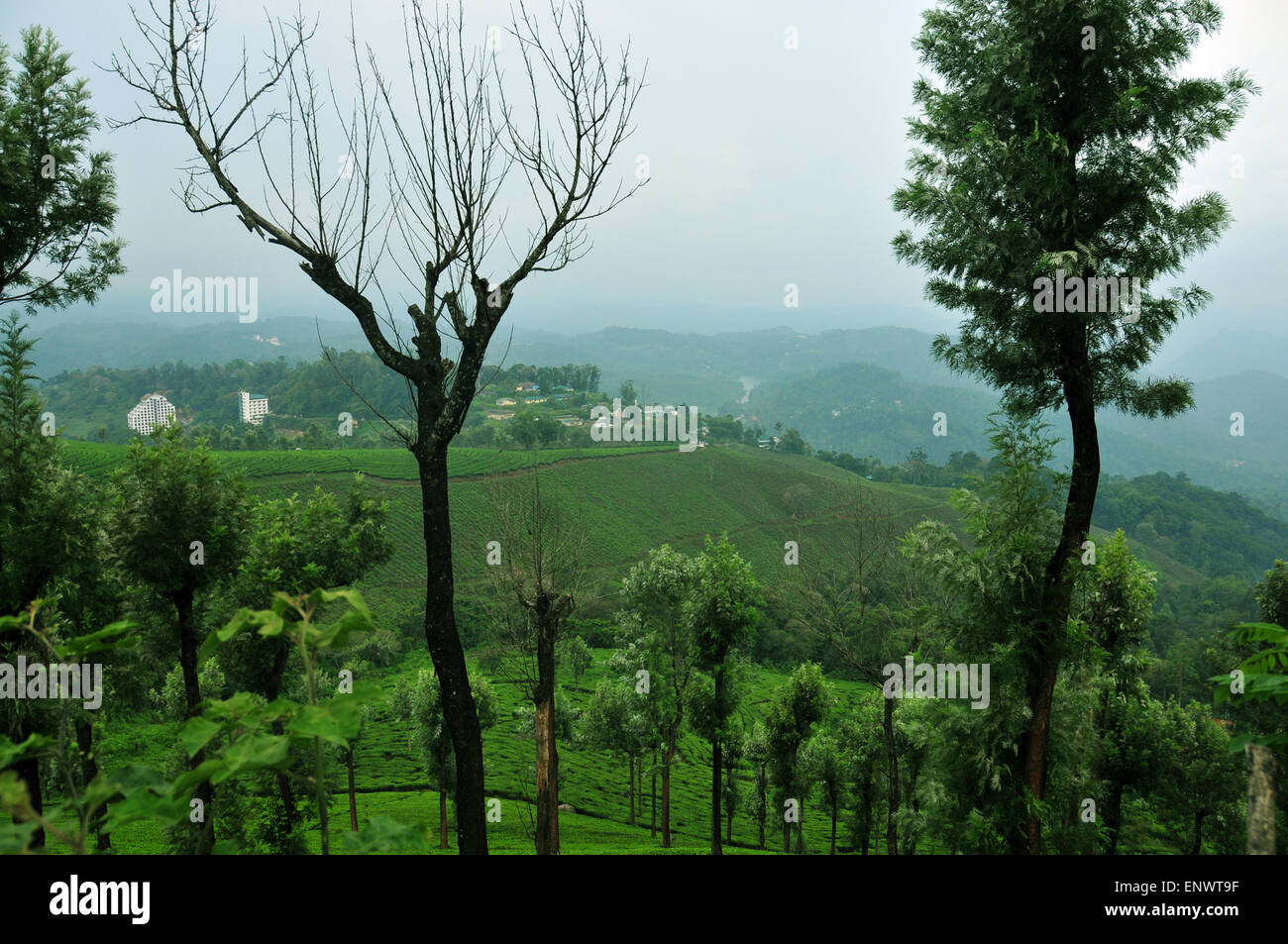 Thick forest trees in kerala hi-res stock photography and images - Alamy
