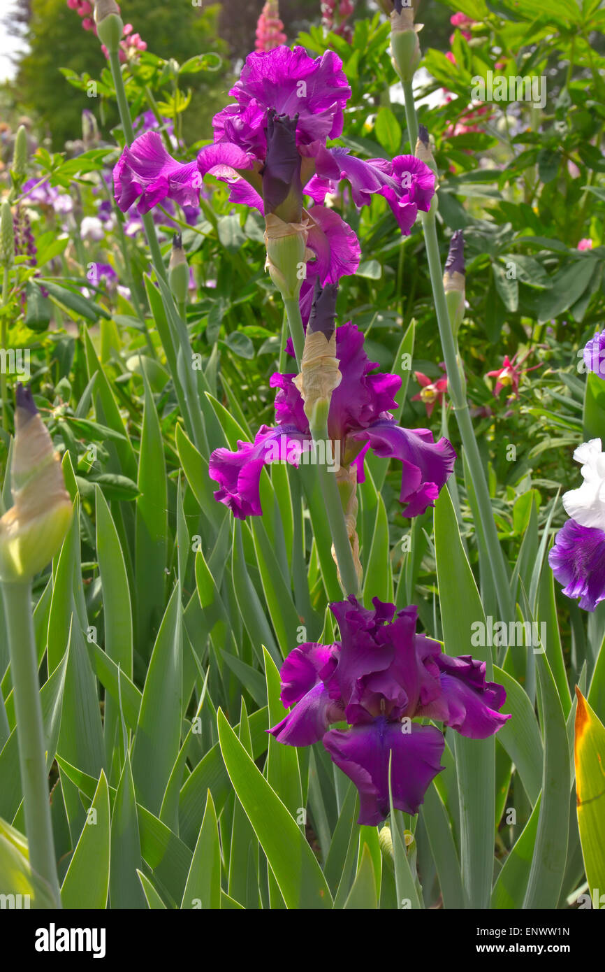 Field of iris flowers in Keizer Oregon Stock Photo Alamy