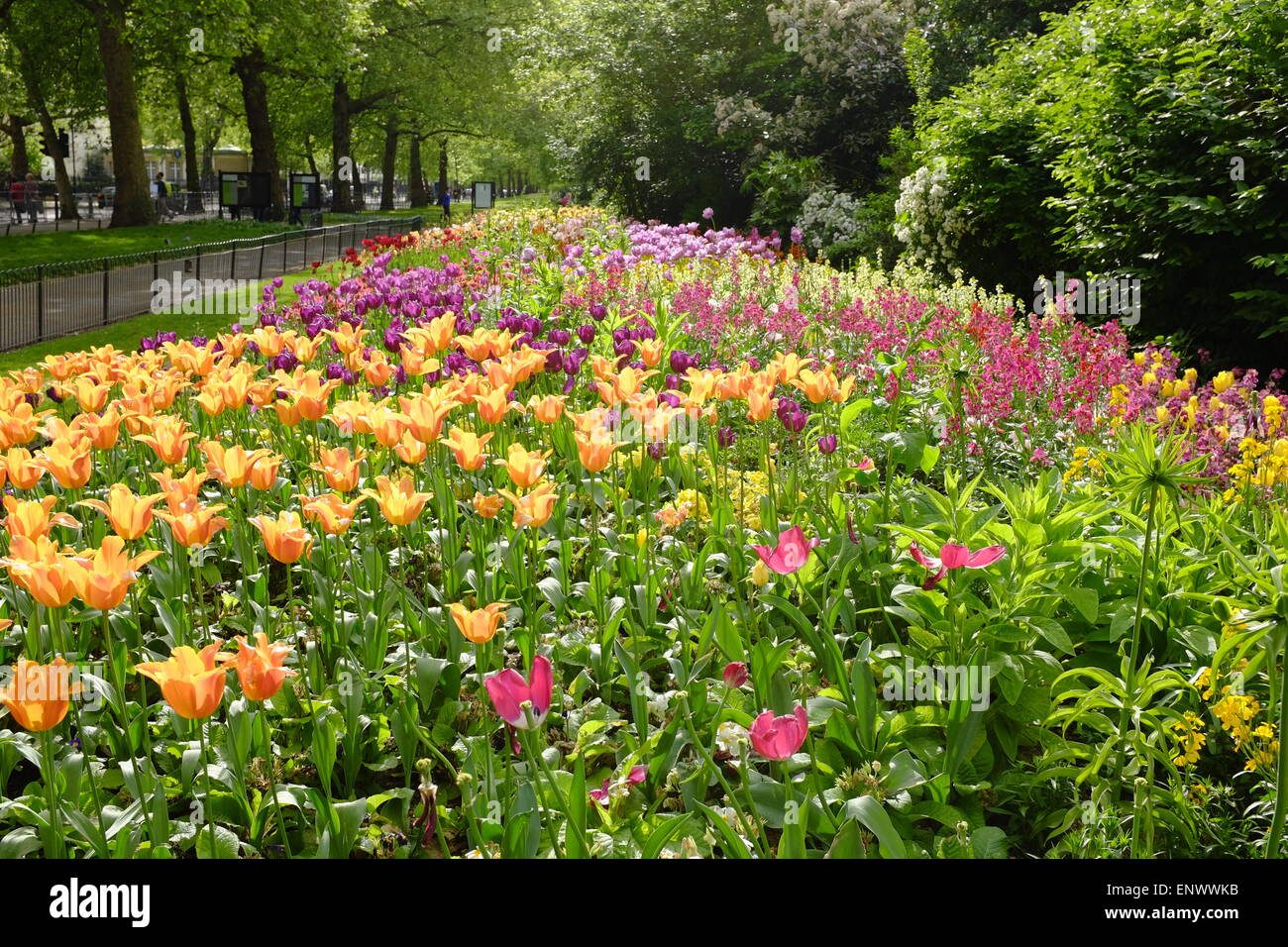 Spring flowers, Hyde Park, London, UK Stock Photo Alamy