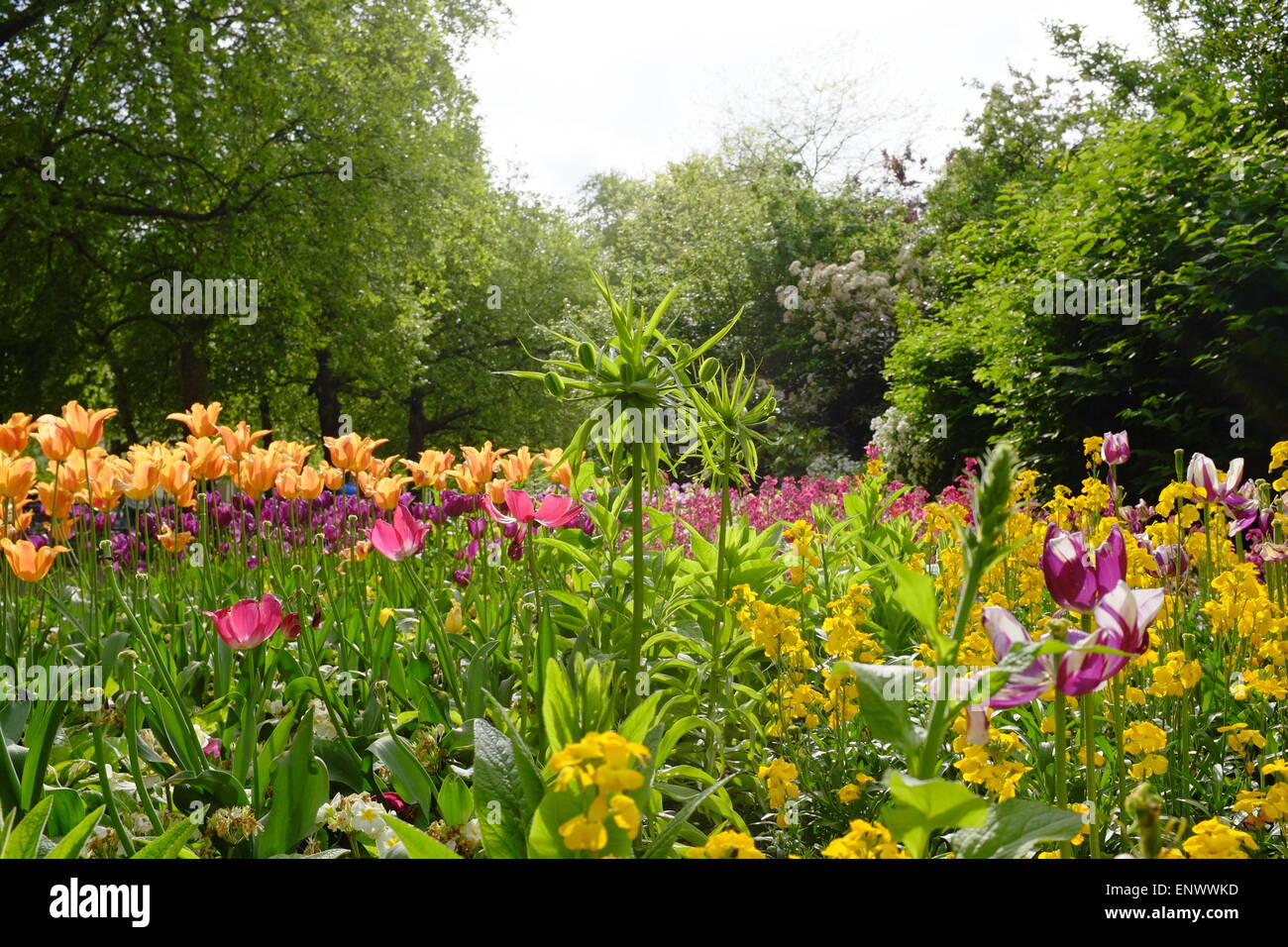 Spring flowers, Hyde Park, London, UK Stock Photo Alamy