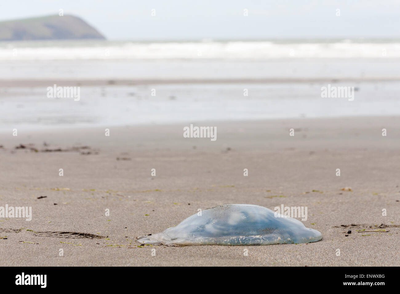 Jellyfish, jelly fish, washed up on Newport Sands Beach at