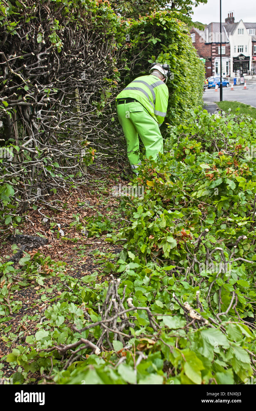 Man cutting street hedge Stock Photo