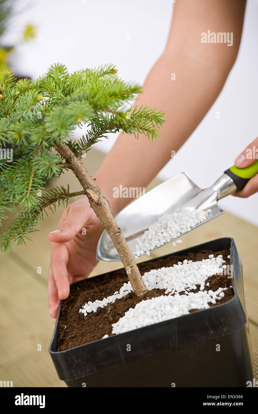 Gardening - female hands take care of bonsai tree Stock Photo